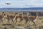 ¿Se pueden arrear guanacos con drones? Santa Cruz comenzó a probarlo