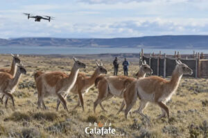 ¿Se pueden arrear guanacos con drones? Santa Cruz comenzó a probarlo