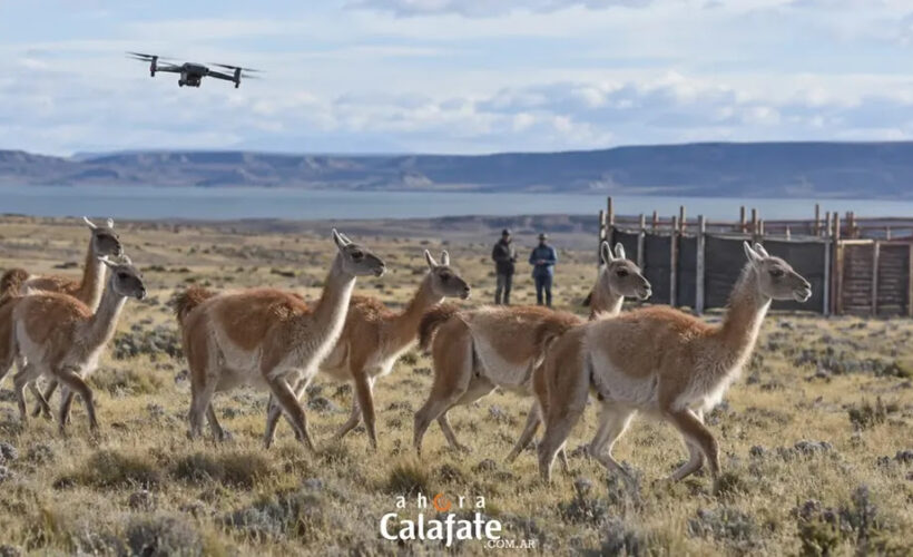 ¿Se pueden arrear guanacos con drones? Santa Cruz comenzó a probarlo